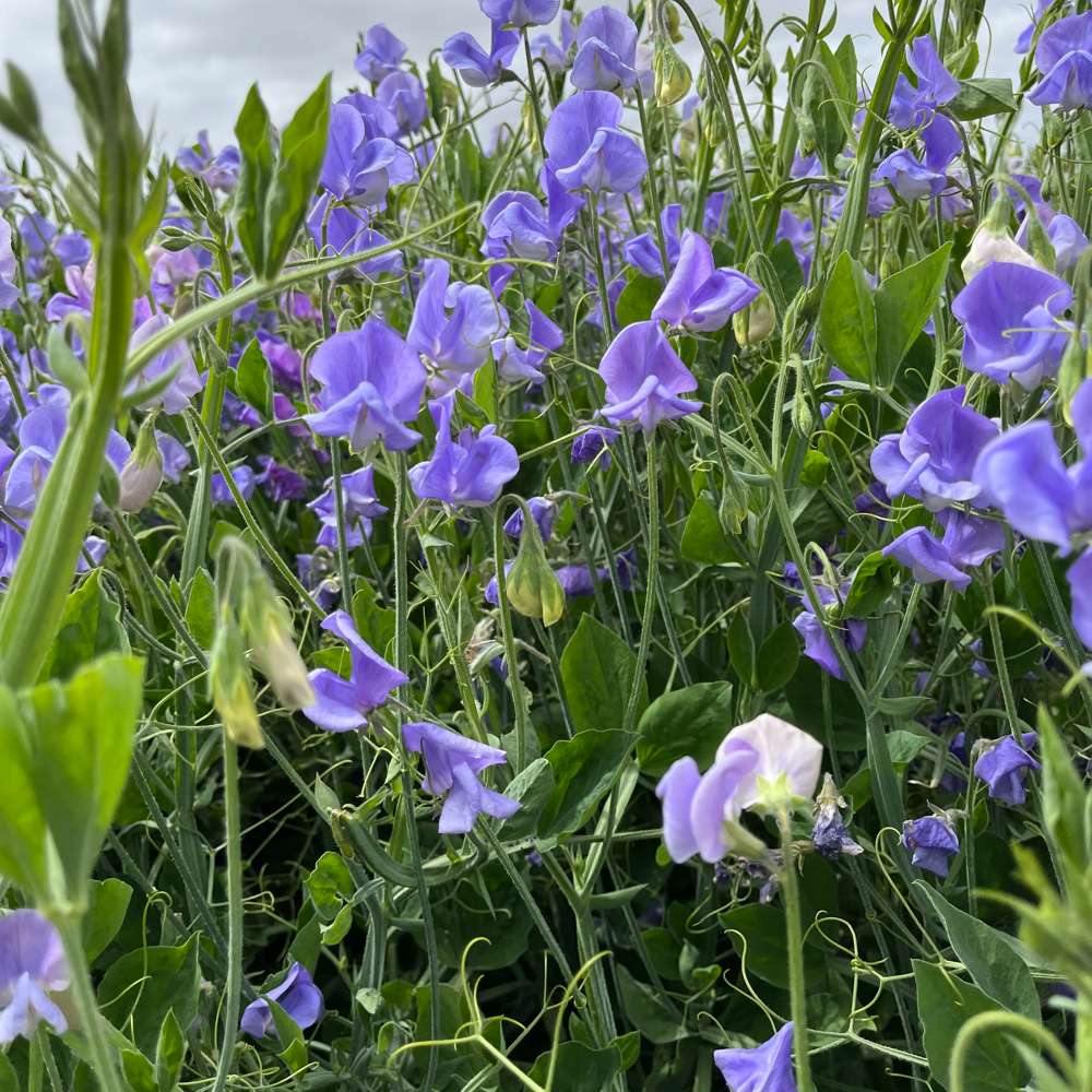 Ærteblomst 'Noel Sutton' (frø)