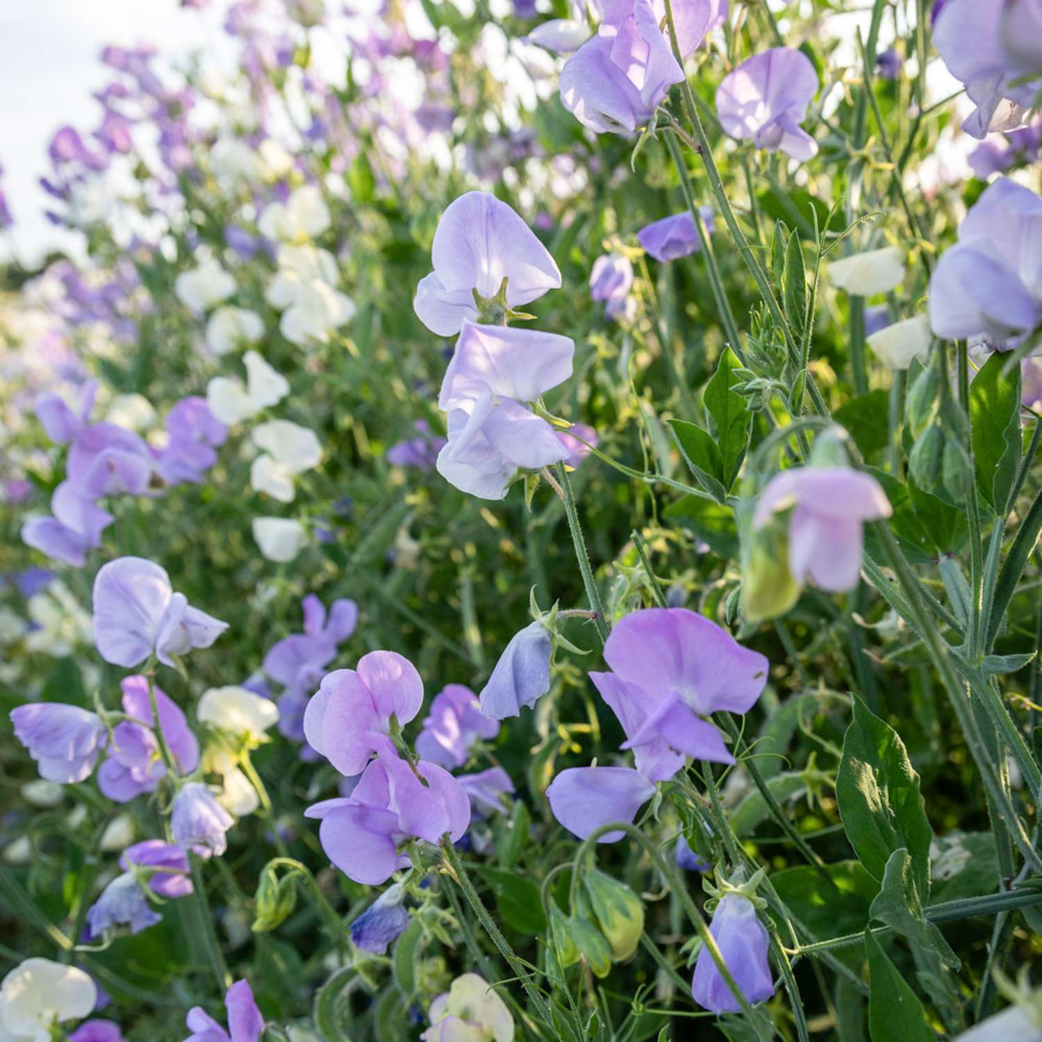 Ærteblomst 'Royal Lavender' (frø)