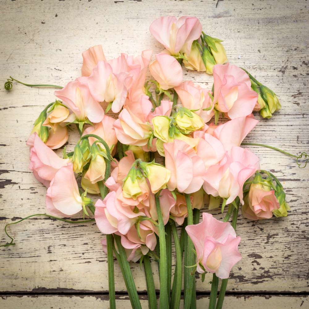 Ærteblomst 'Spring Sunshine Champagne' (frø)