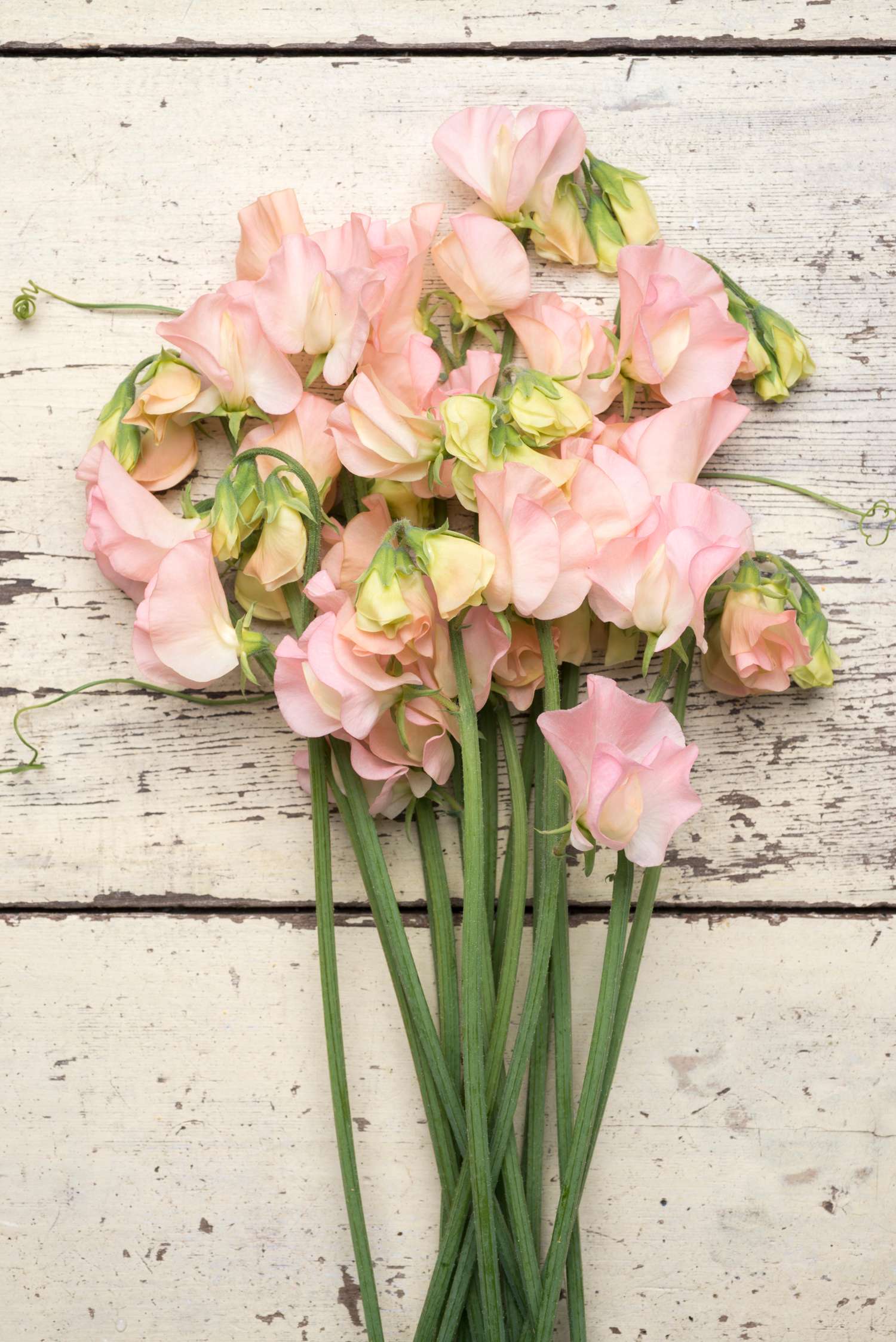 Ærteblomst 'Spring Sunshine Champagne' (frø)