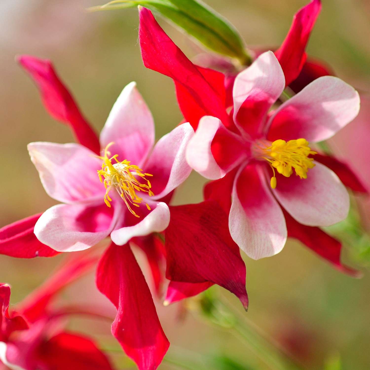 Akeleje 'Crimson Star'
