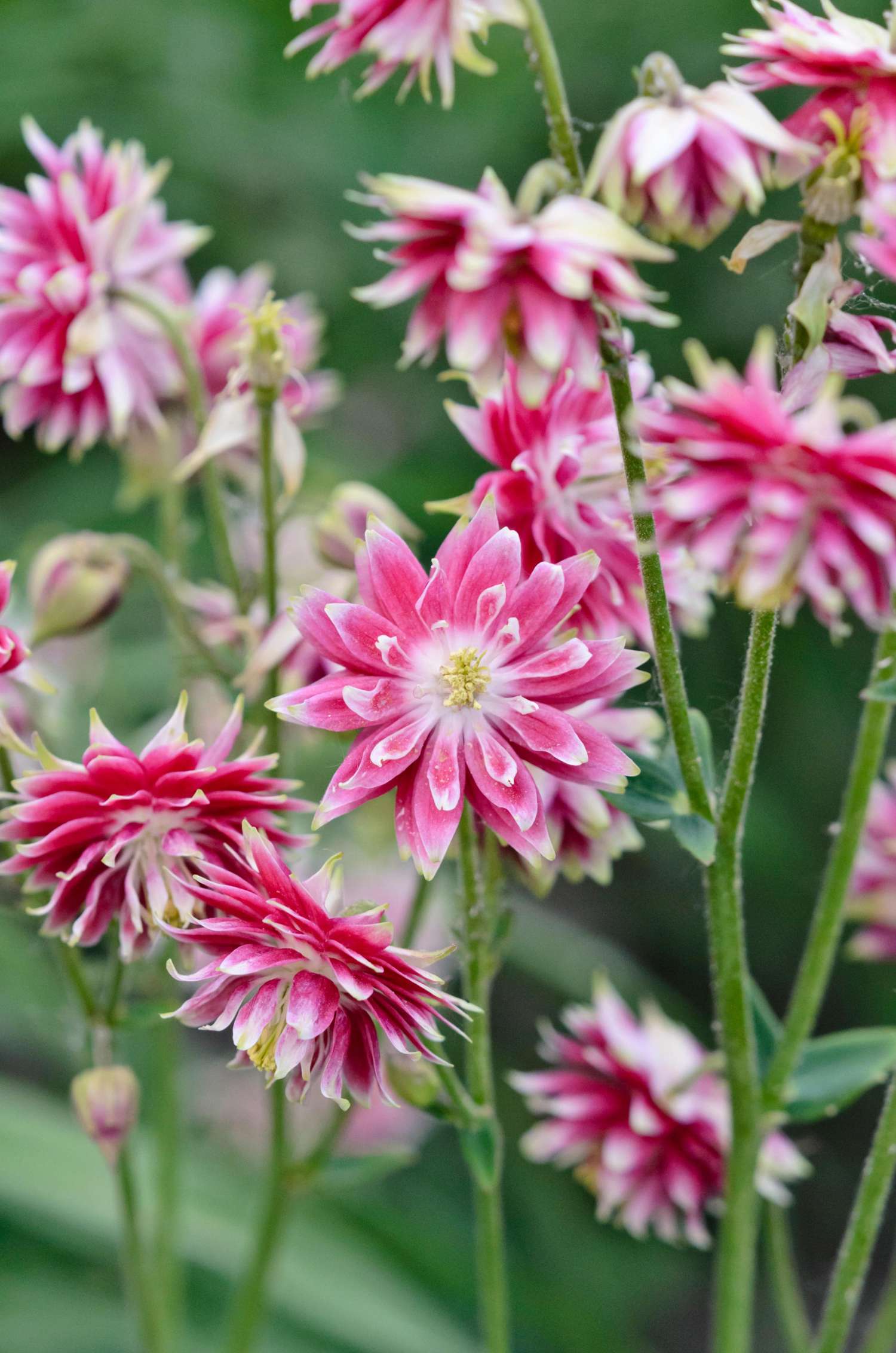 Akeleje 'Nora Barlow'
