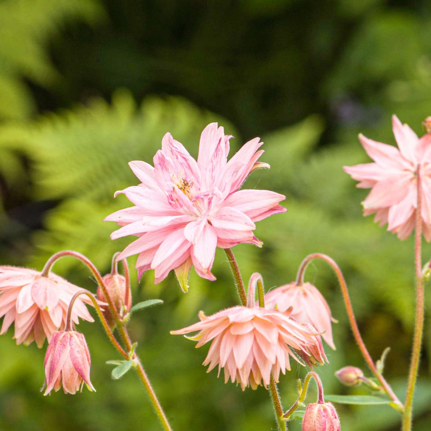 Akeleje 'Pink Barlow'