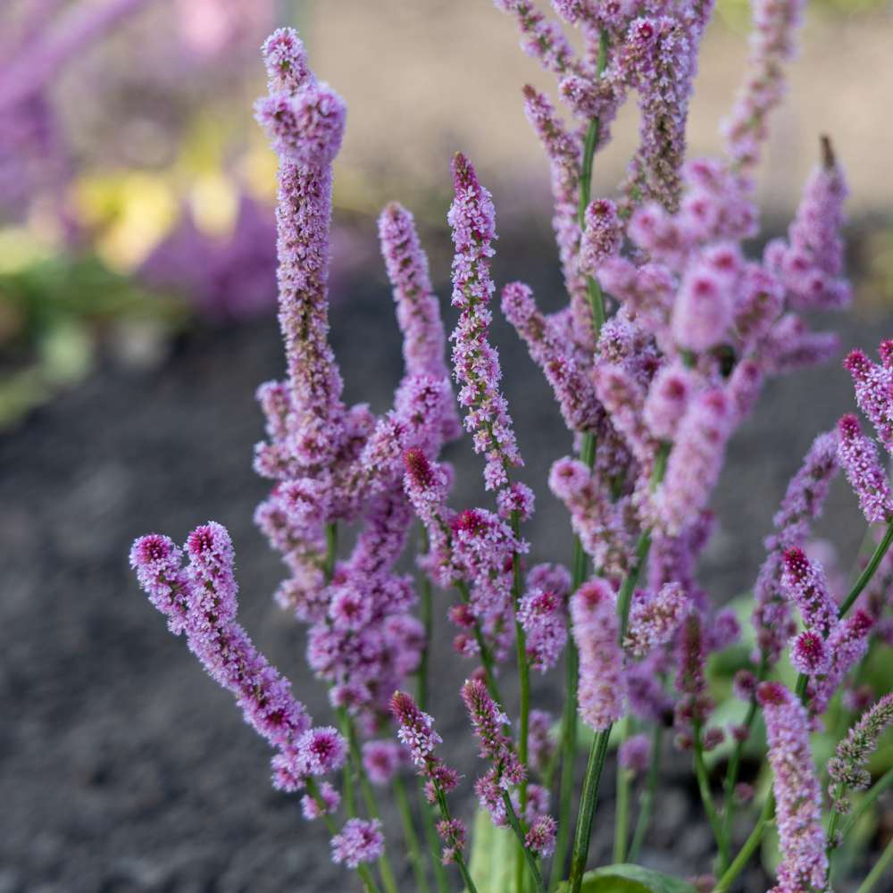 Askhindebæger 'Pink Pokers' (frø)