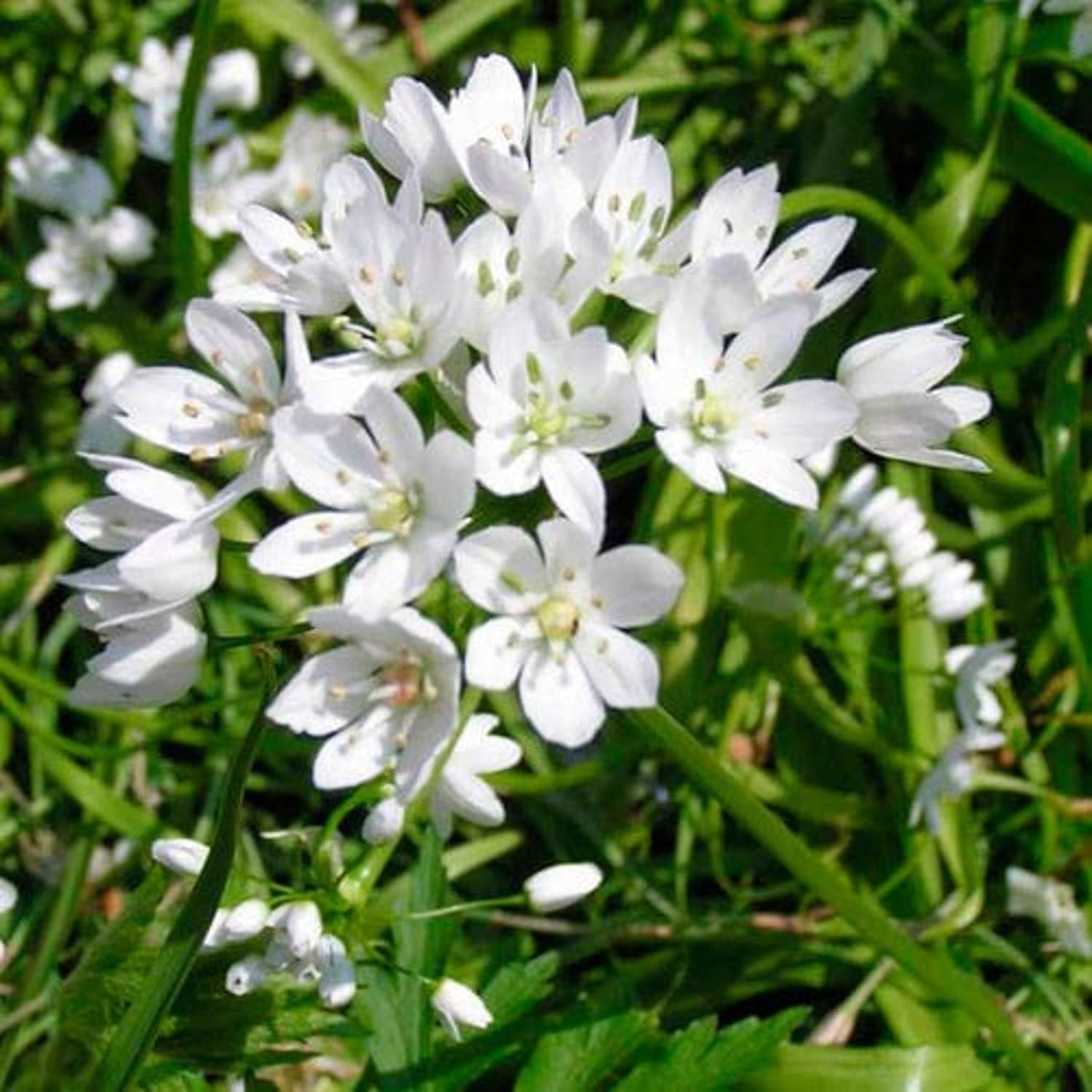 Allium 'Cowanii'
