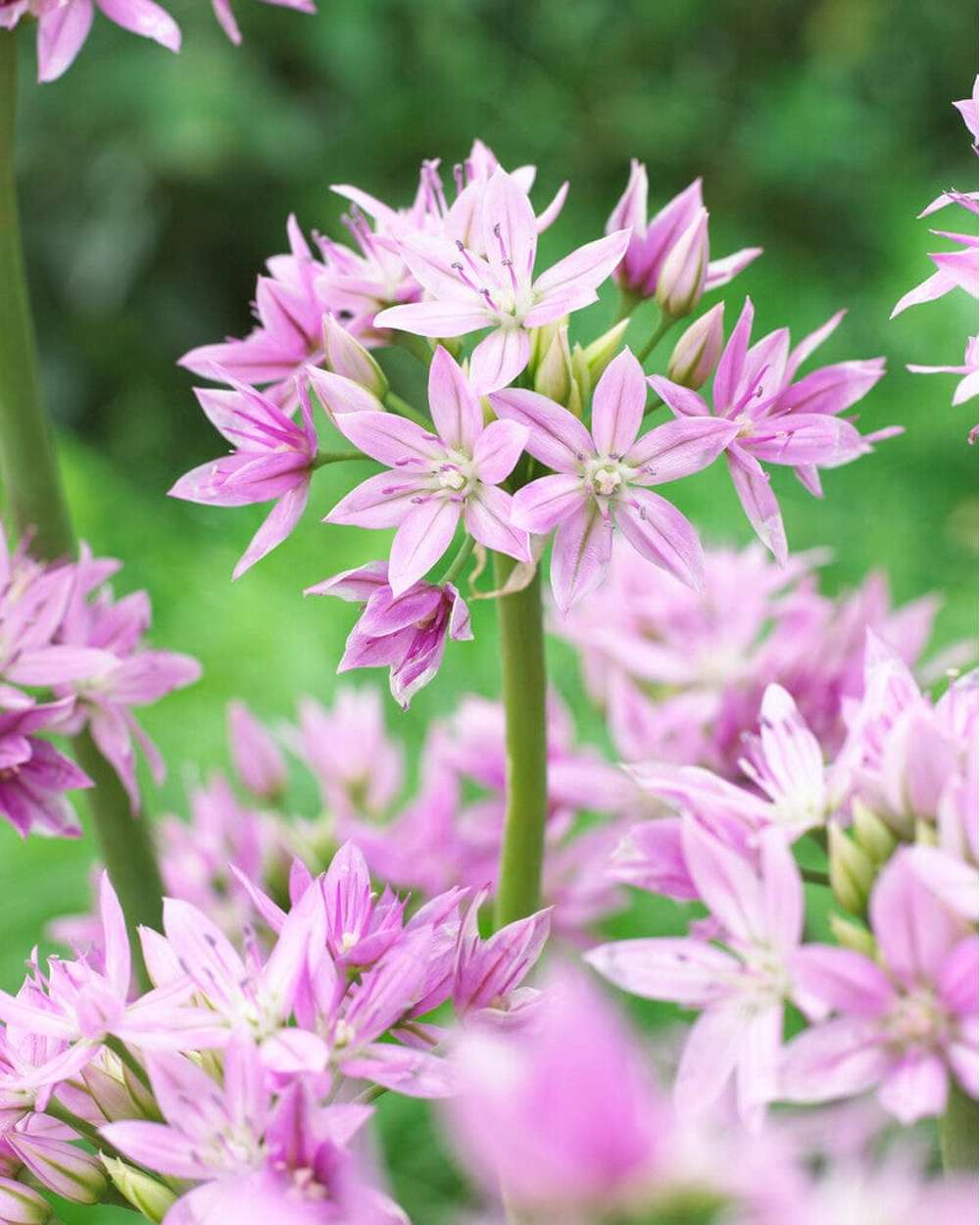 Allium 'Eros'