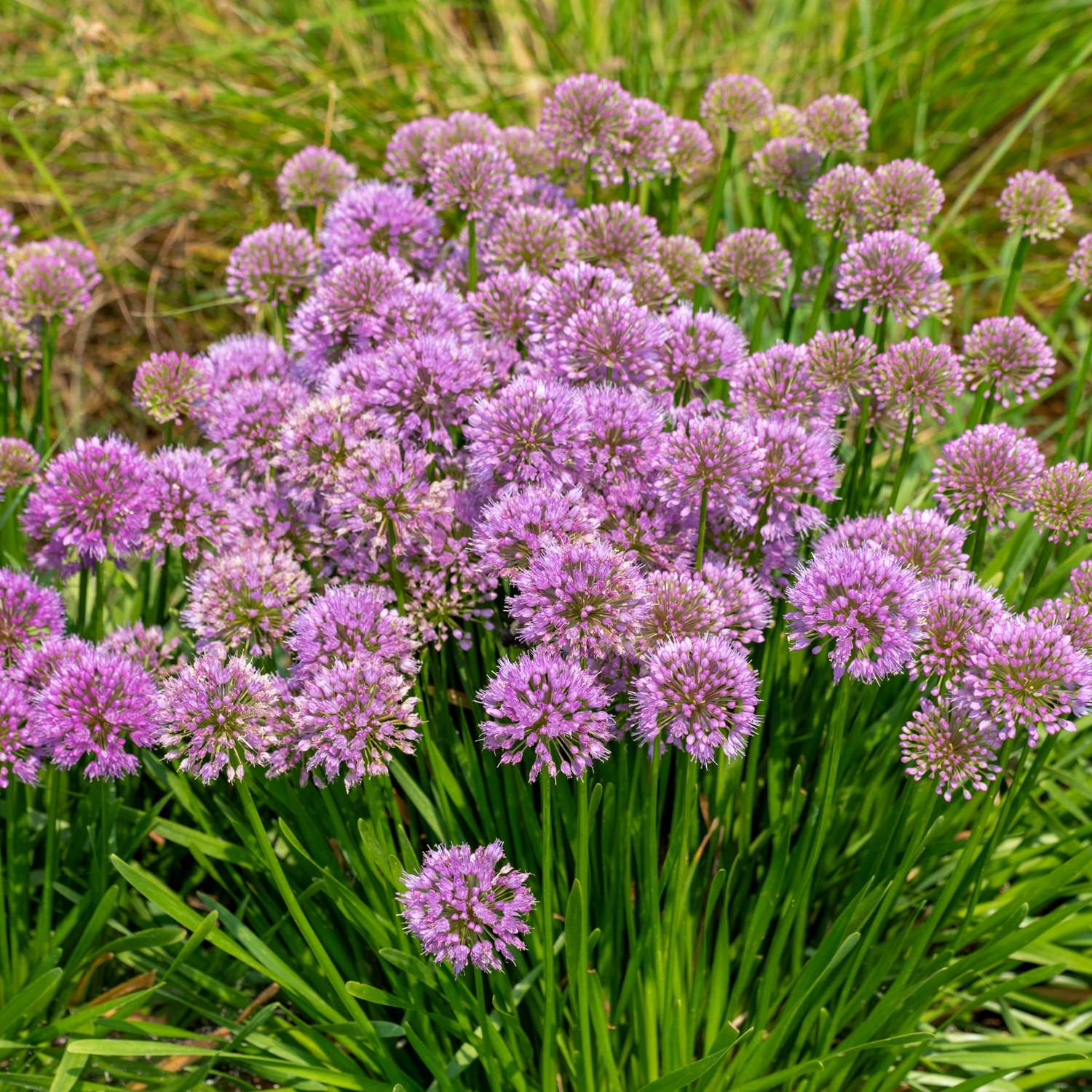 Allium 'Millenium'