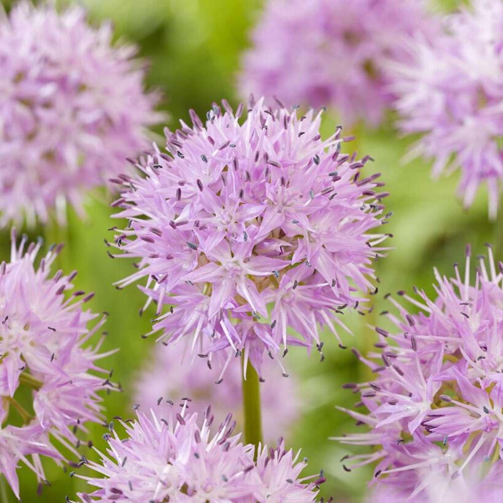 Allium 'Rosy Dream'