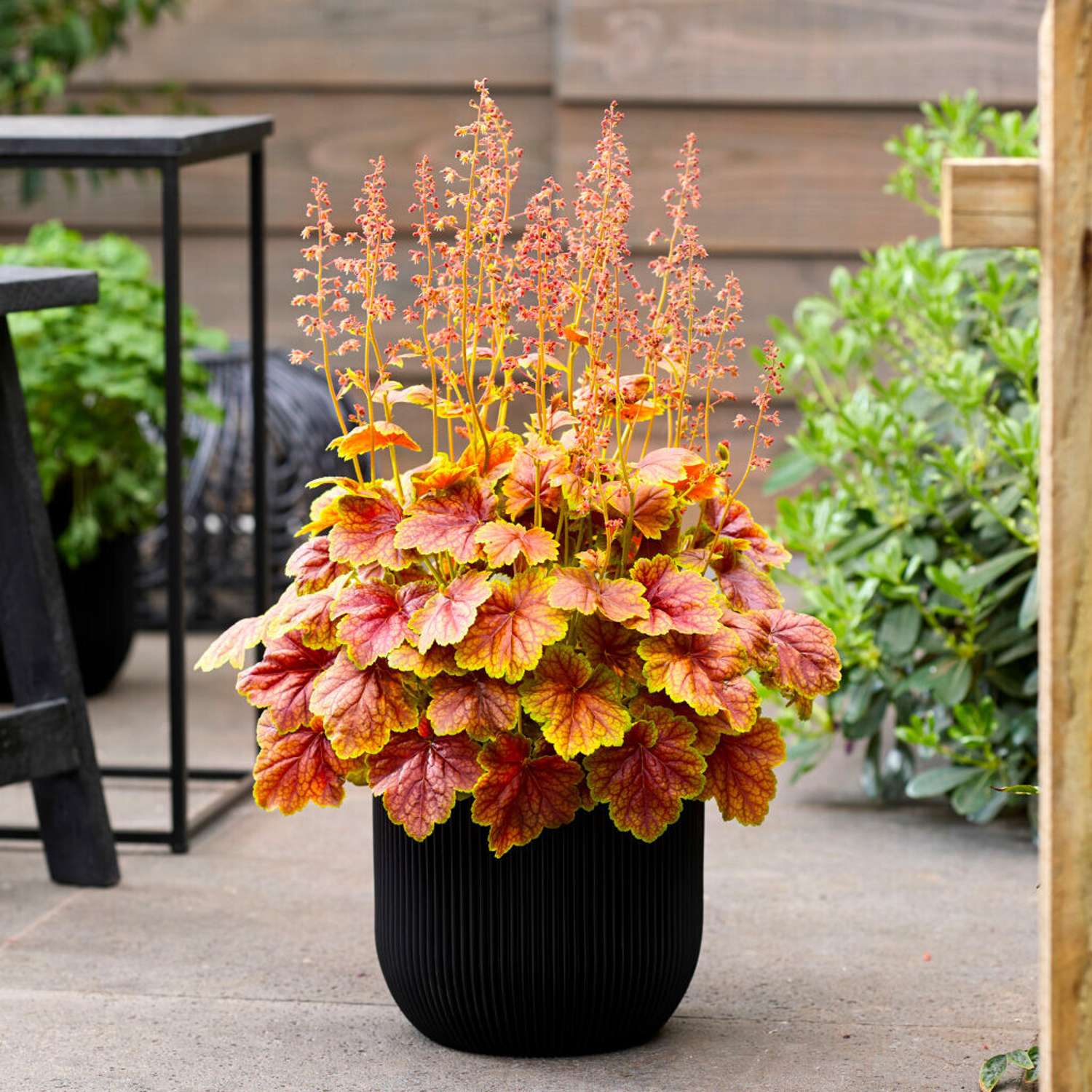 Alunrod 'Eternal Flame' (Heuchera)