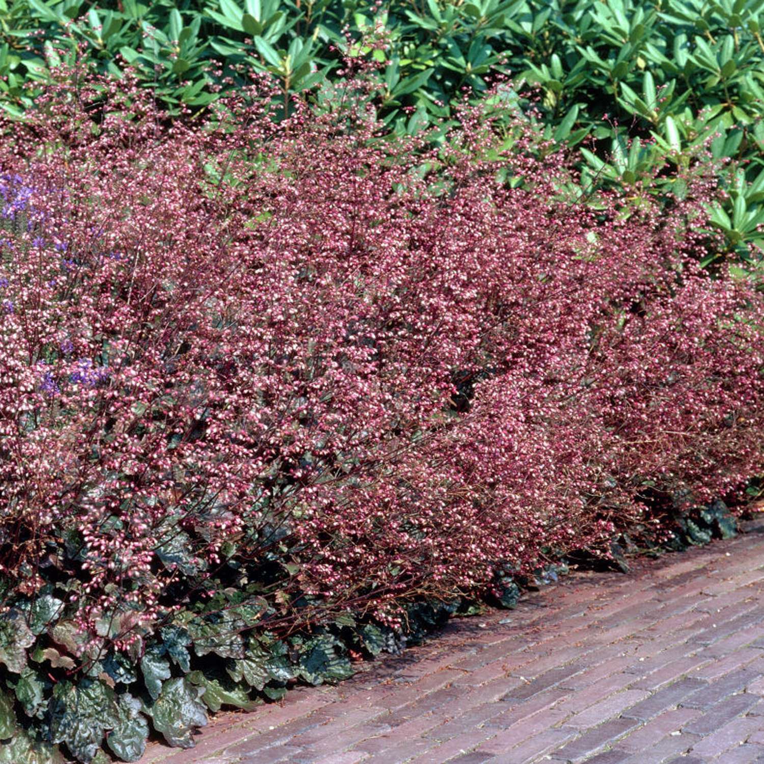 Alunrod 'Palace Purple' (Heuchera villosa)