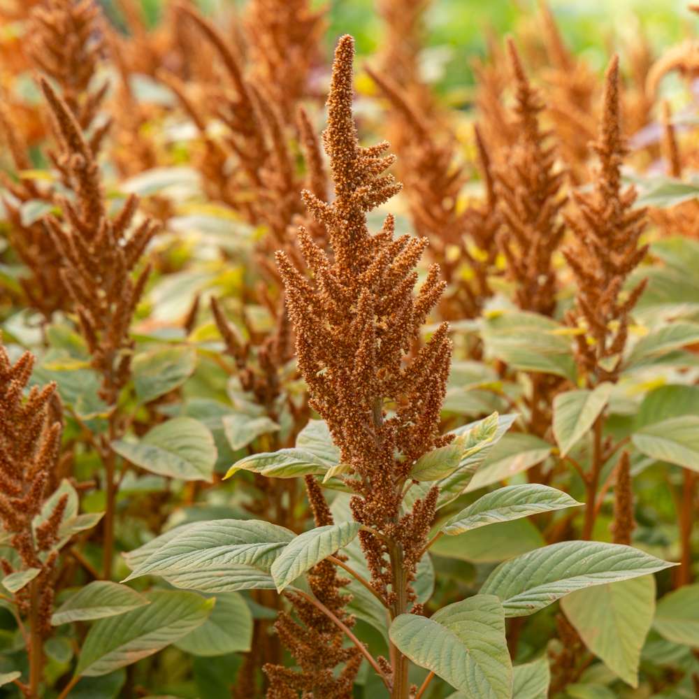 Amarant 'Hot Biscuits' (frø)