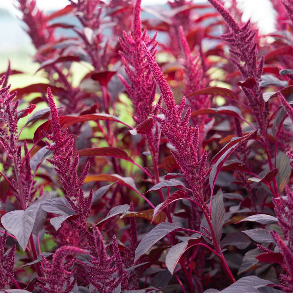 Amarant 'Velvet Curtains' (frø)