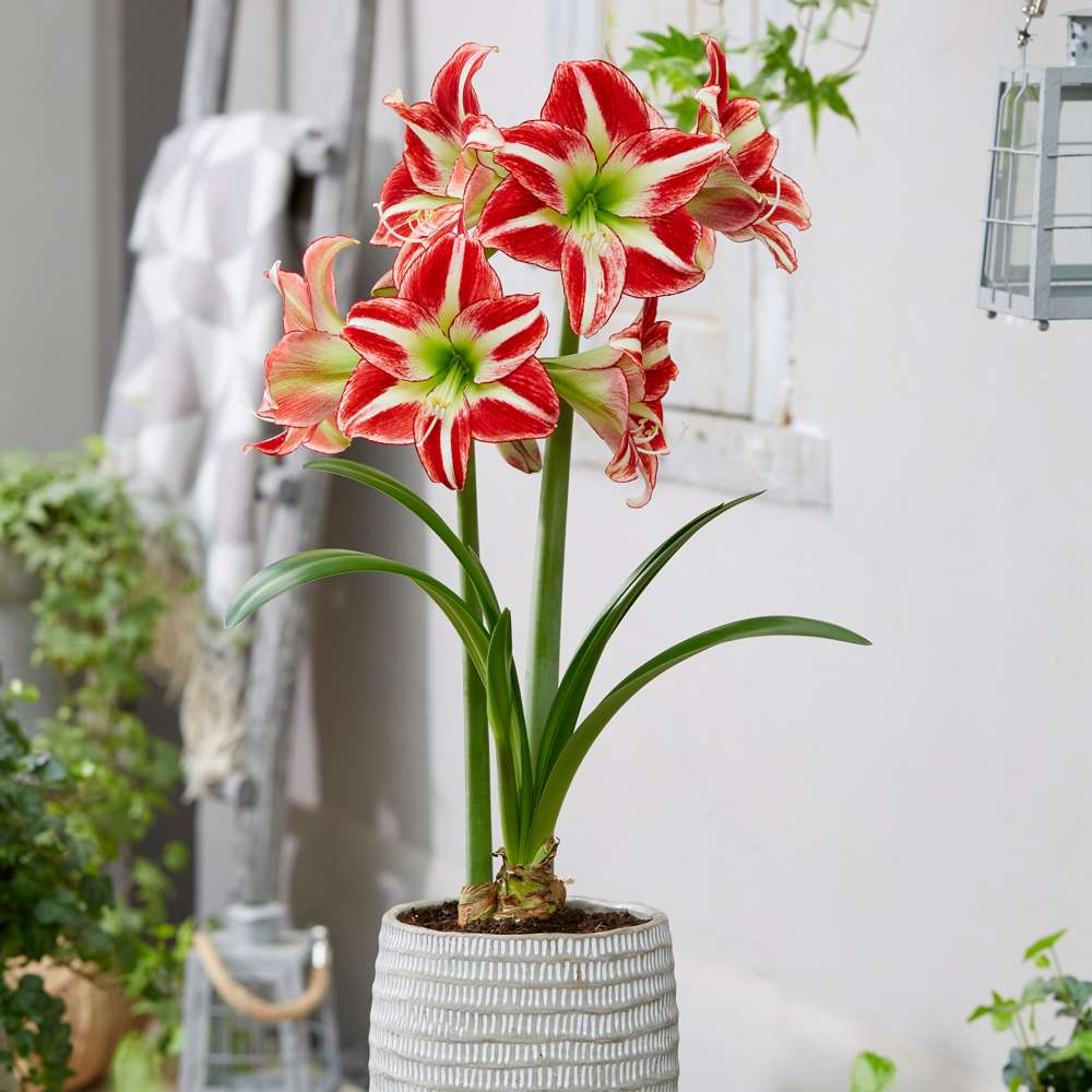 Amaryllis 'Ocean Drive'