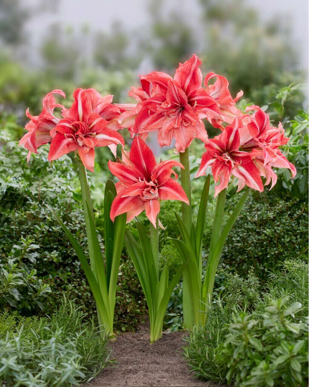 Amaryllis 'Wild Romance'