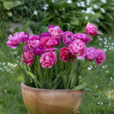 Amazing Lilac' - Tulipanblanding