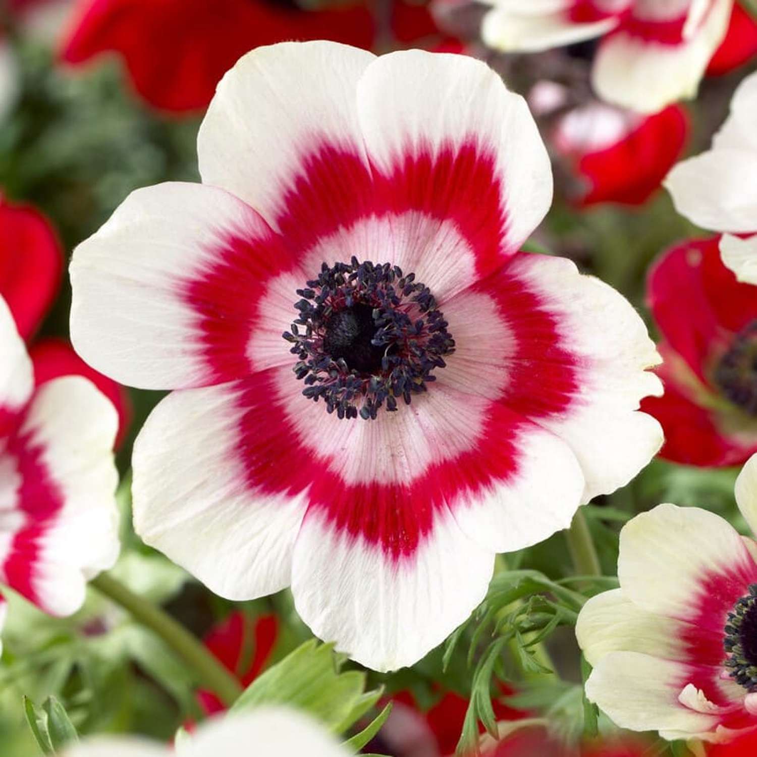 Anemone 'Bicolour Red-white'