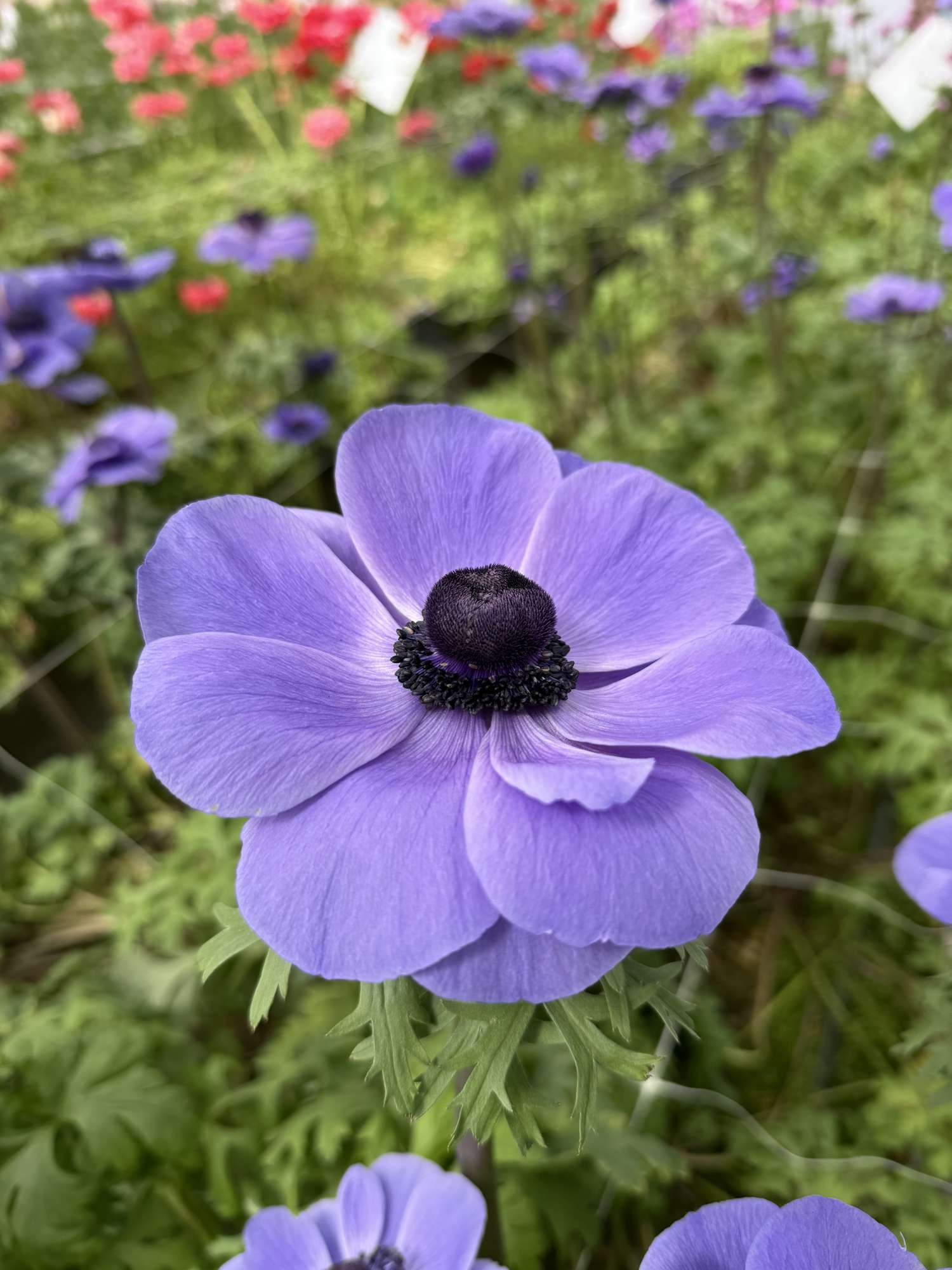 Anemone 'Mistral Blue'