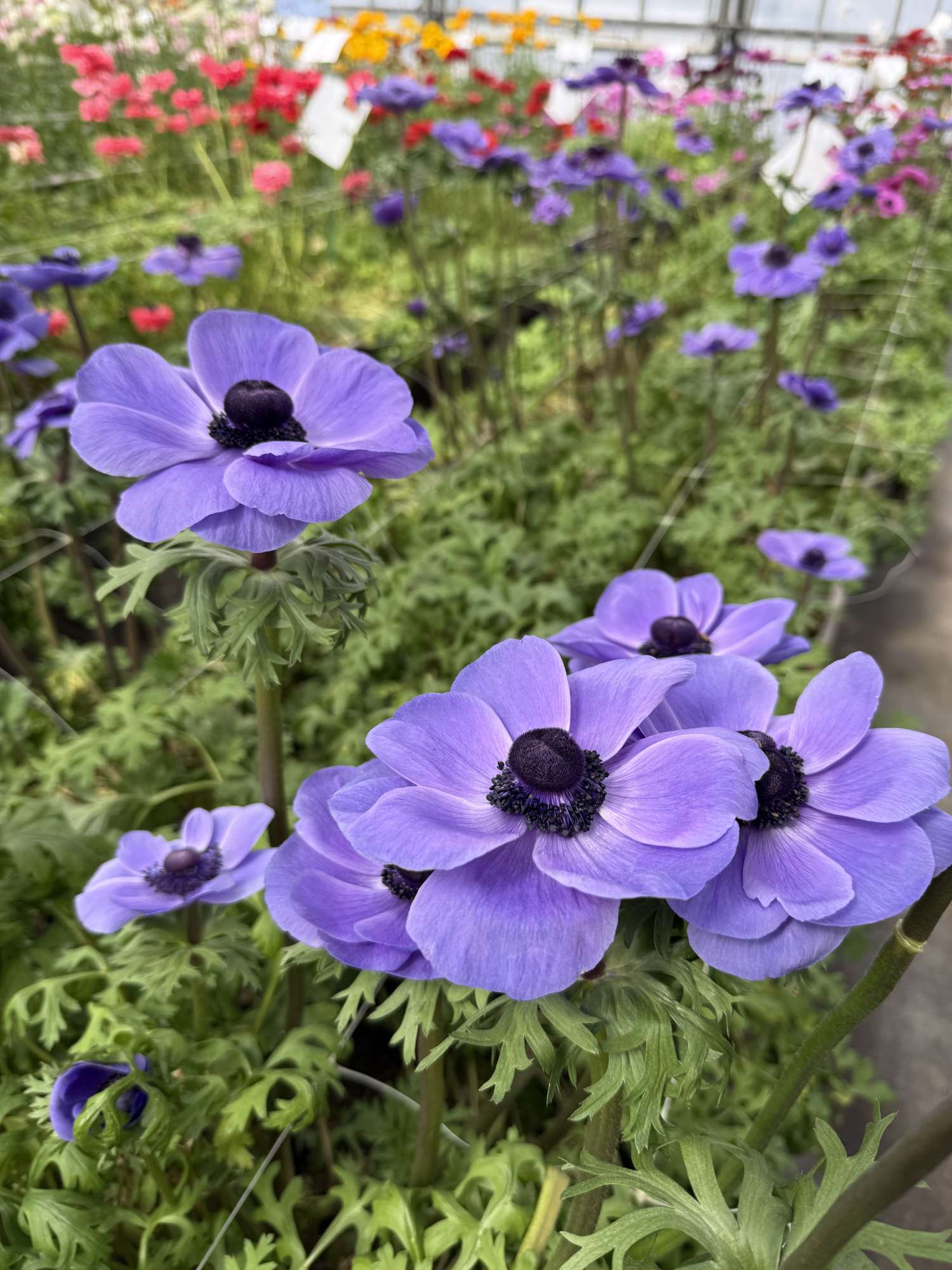 Anemone 'Mistral Blue'