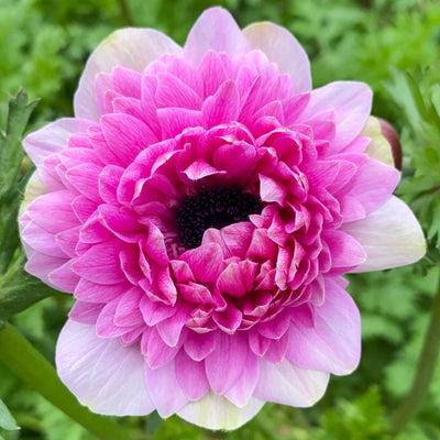 Anemone 'Fullstar Pink'