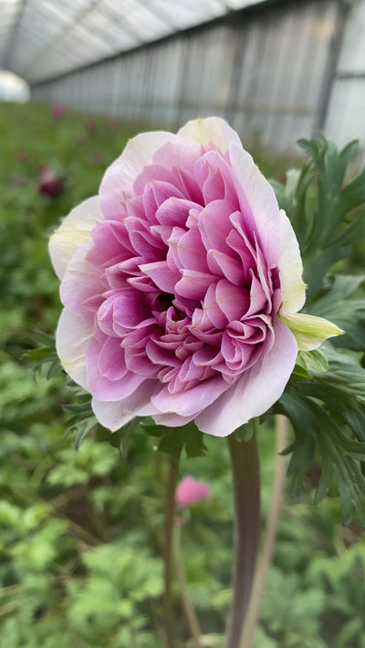 Anemone 'Fullstar Pink'