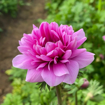 Anemone 'Fullstar Pink'