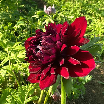 Anemone 'Fullstar Red'