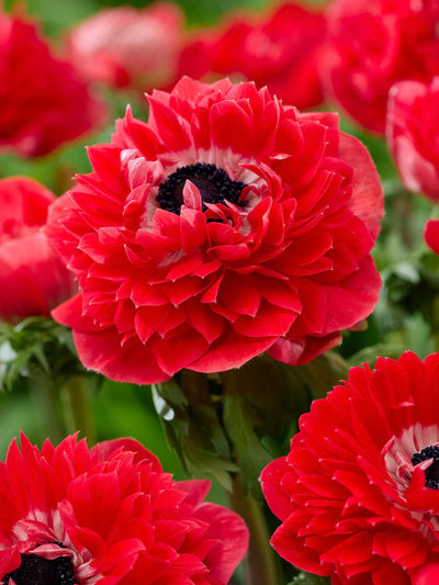 Anemone 'Fullstar Red'