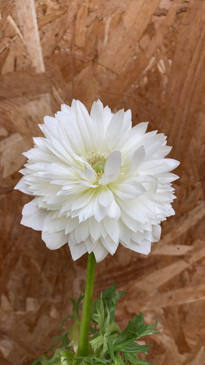 Anemone 'Fullstar White'