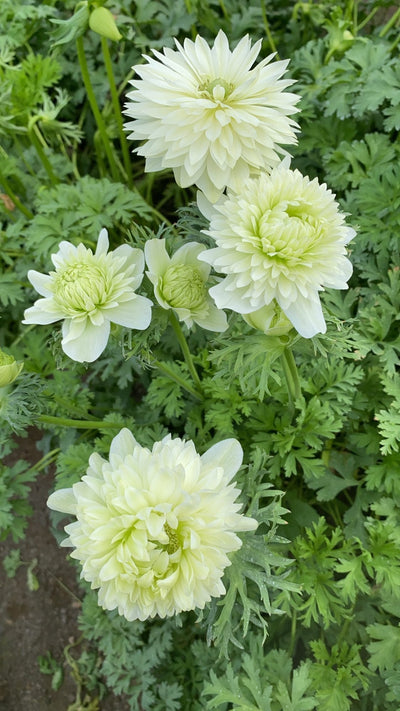 Anemone 'Fullstar White'