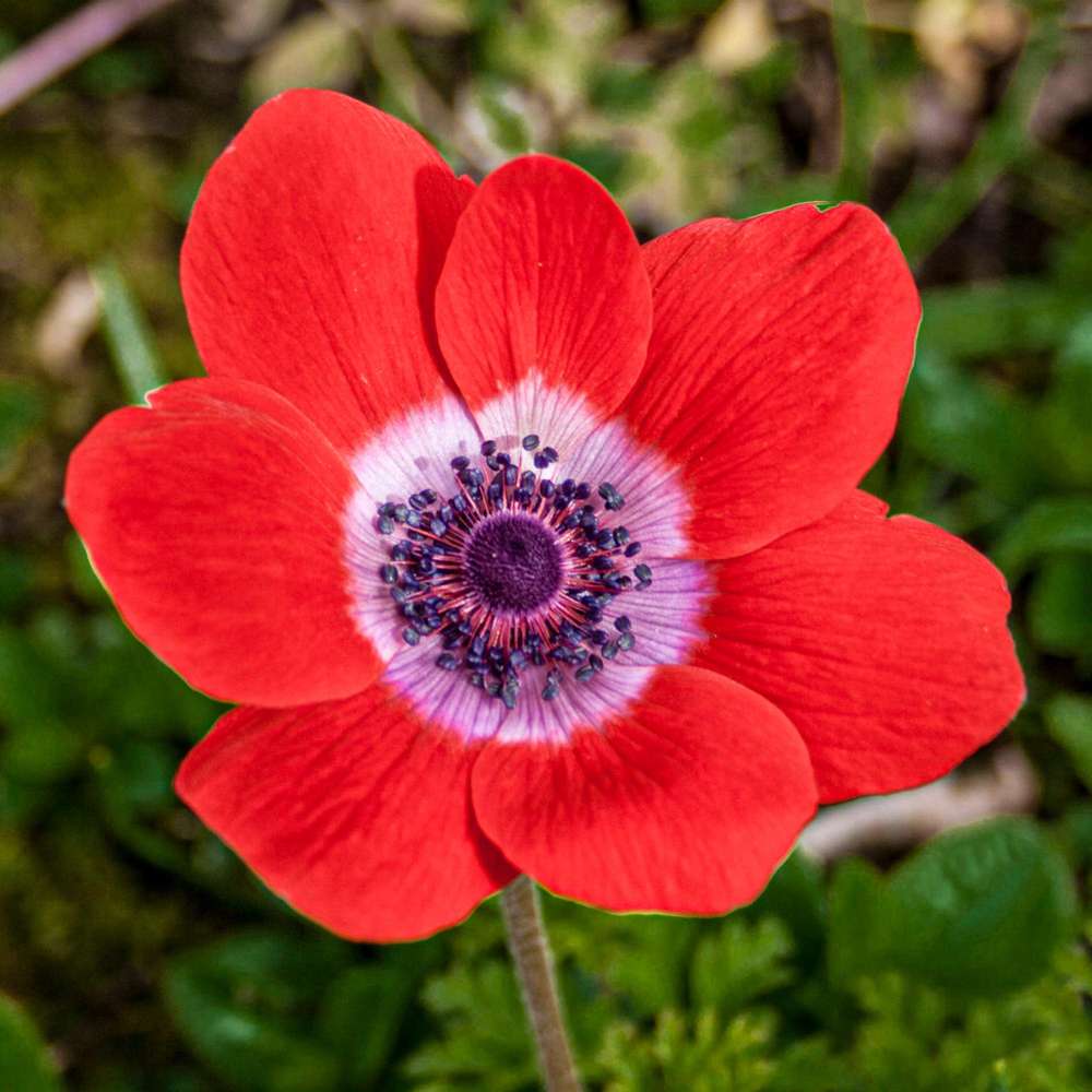 Anemone 'Hollandia'