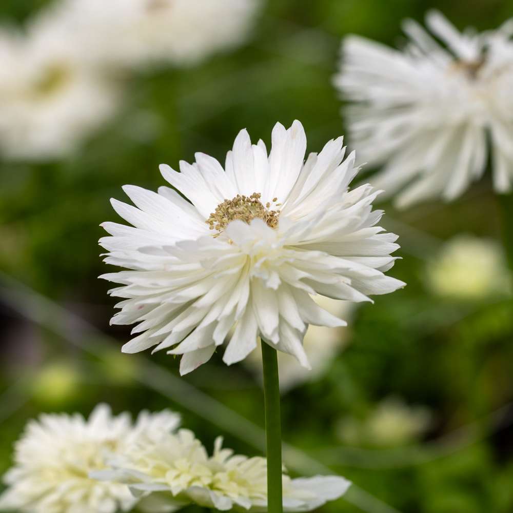 Anemone 'Levante® Bianco'
