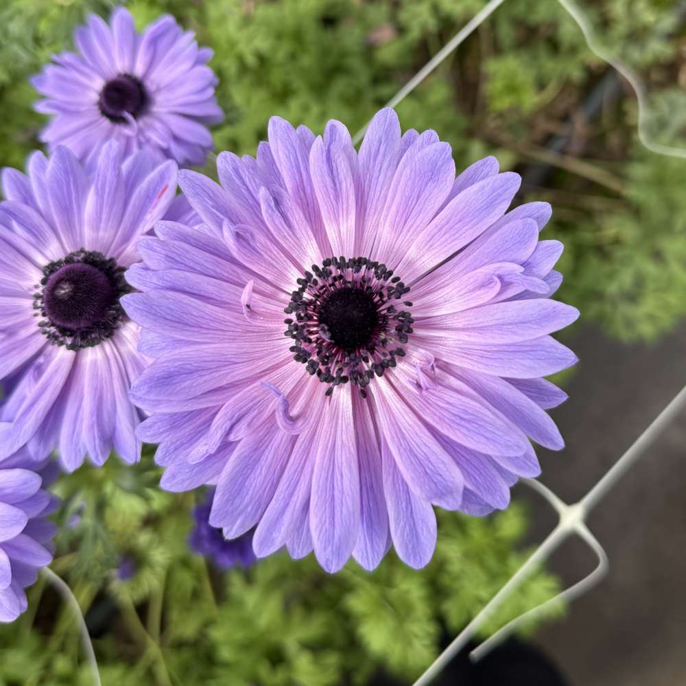 Anemone 'Levante Blu'