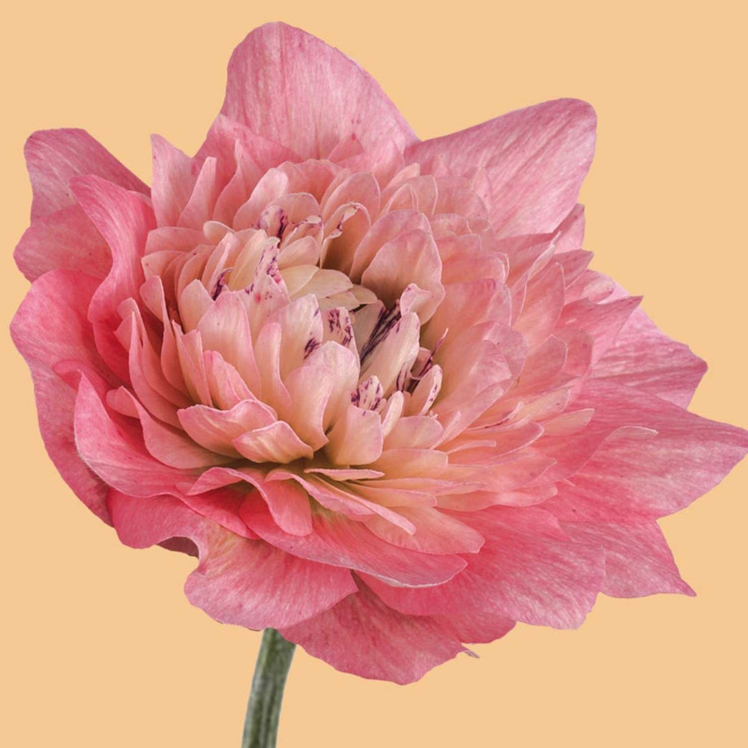 Anemone 'Levante® Rosa'