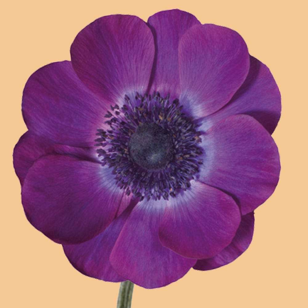 Anemone 'Mistral® Grape'