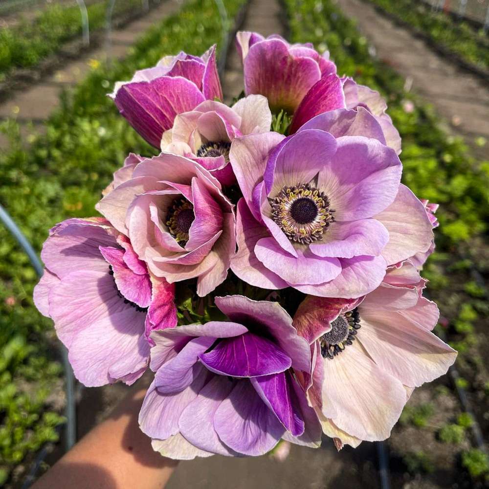 Anemone 'Mistral® Rarity'