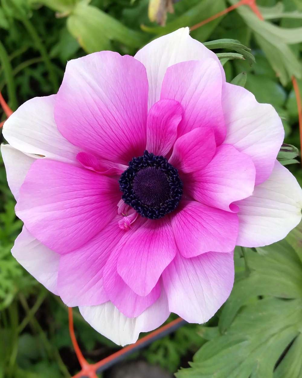 Anemone 'Rainbow Pink & White'