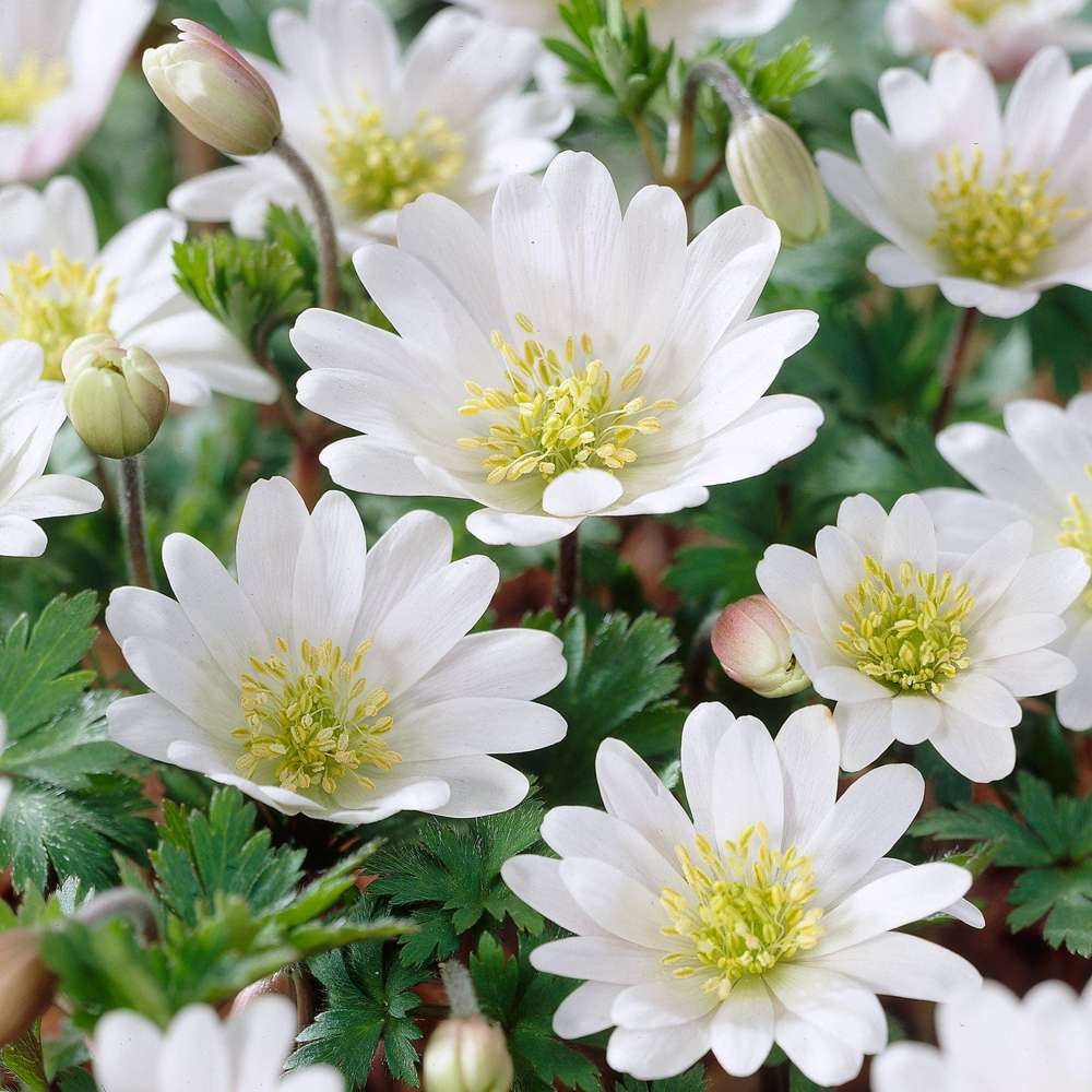Anemone 'White Splendour ong.'