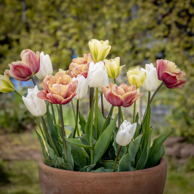 Antique Lemon' - Tulipanblanding