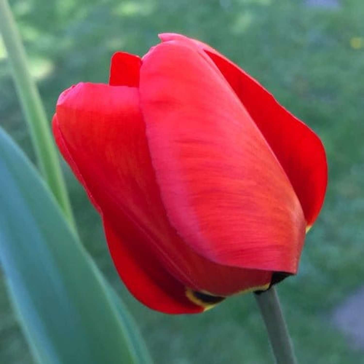 Tulipan 'Apeldoorn'