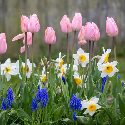 Apricot Blue' - Løgblanding