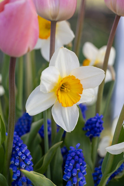 Apricot Blue' - Løgblanding