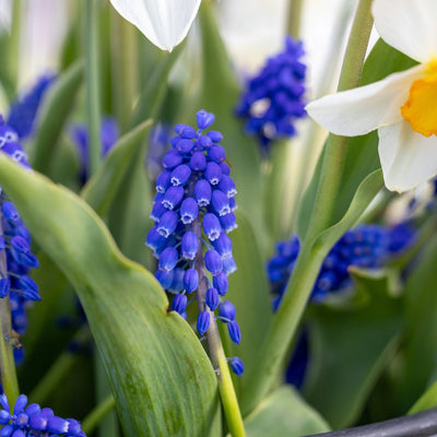 Apricot Blue' - Løgblanding