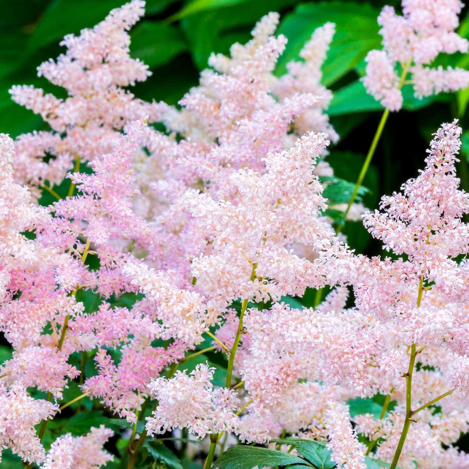 Astilbe 'Europa'