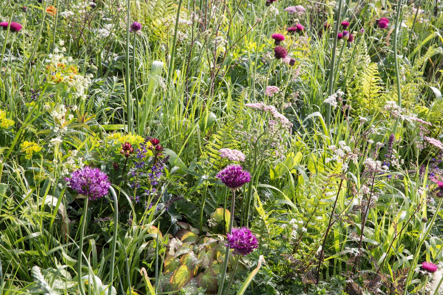 Allium 'Atropurpureum'
