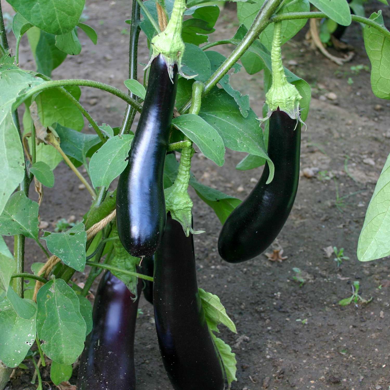 Aubergine 'Violetta Lunga 3' (ØKO frø)