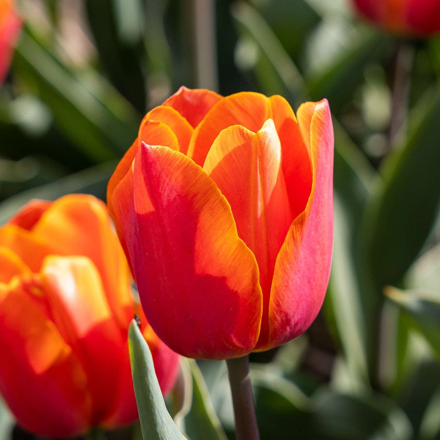 Tulipan 'Avignon'