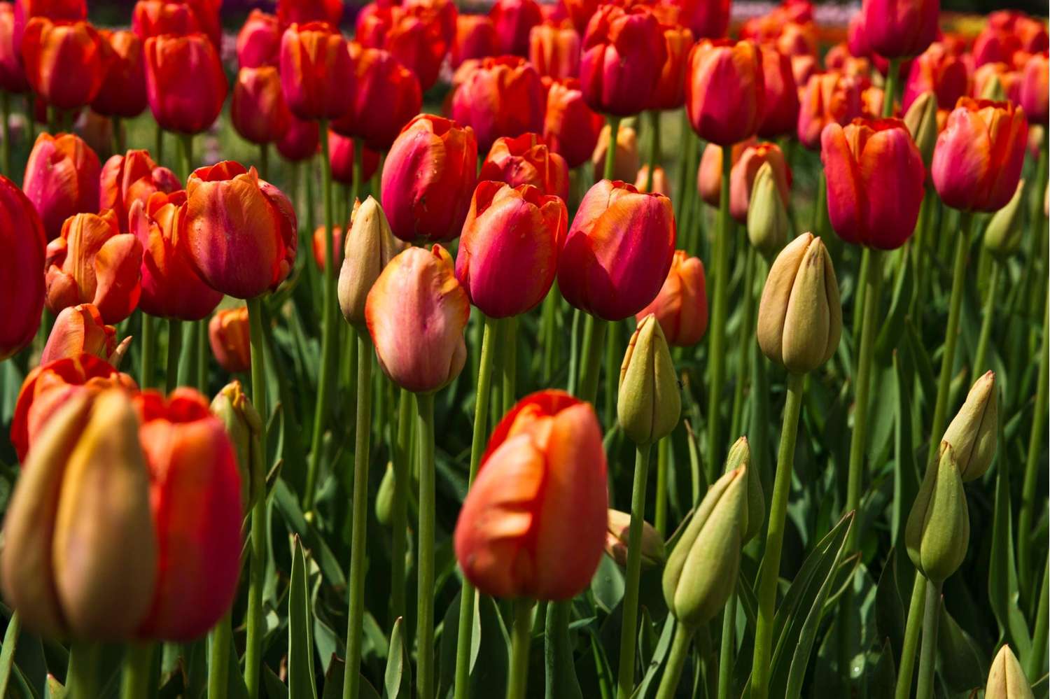 Tulipan 'Avignon'