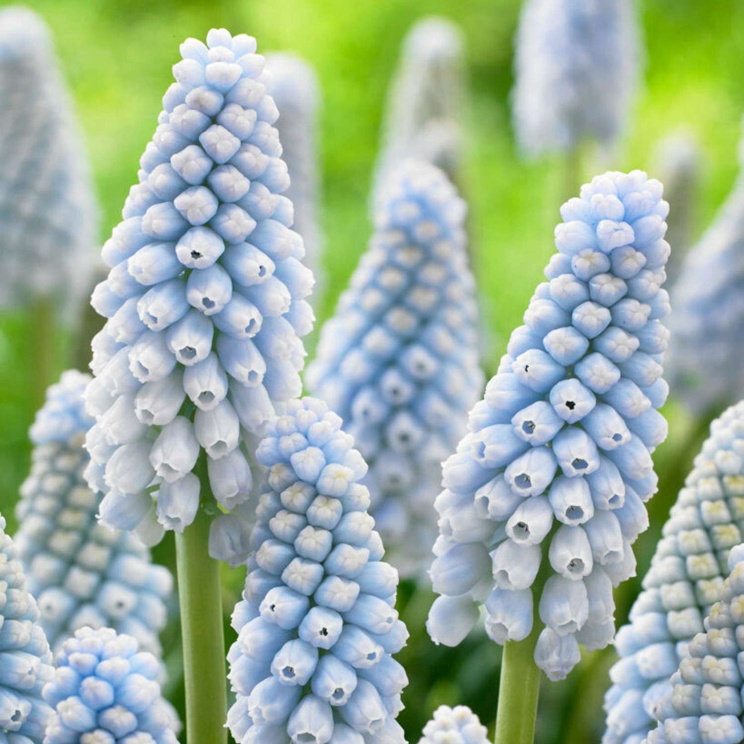 Muscari 'Baby's Breath'