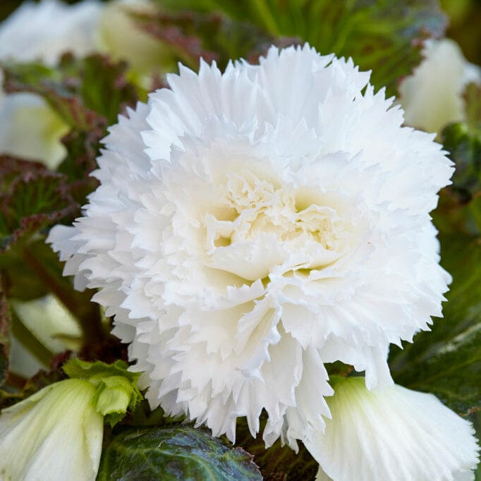 Begonia, fimbriata hvid