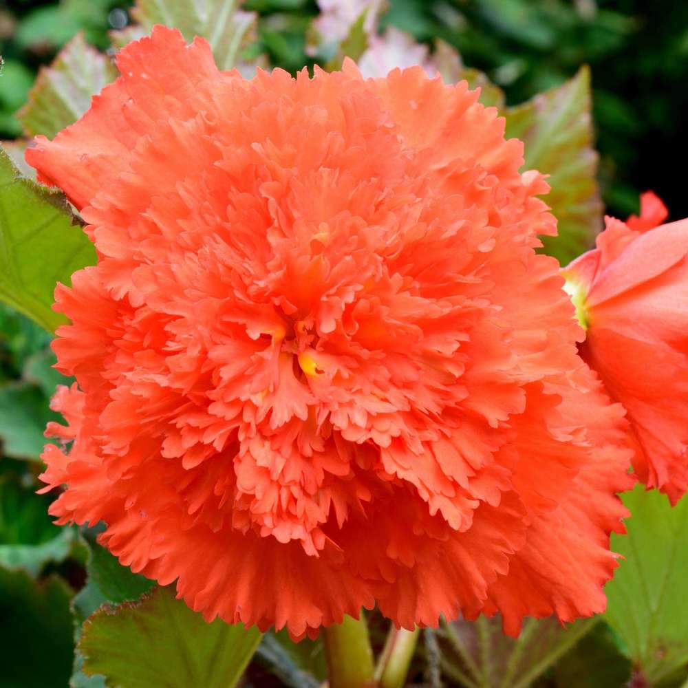 Begonia, fimbriata orange